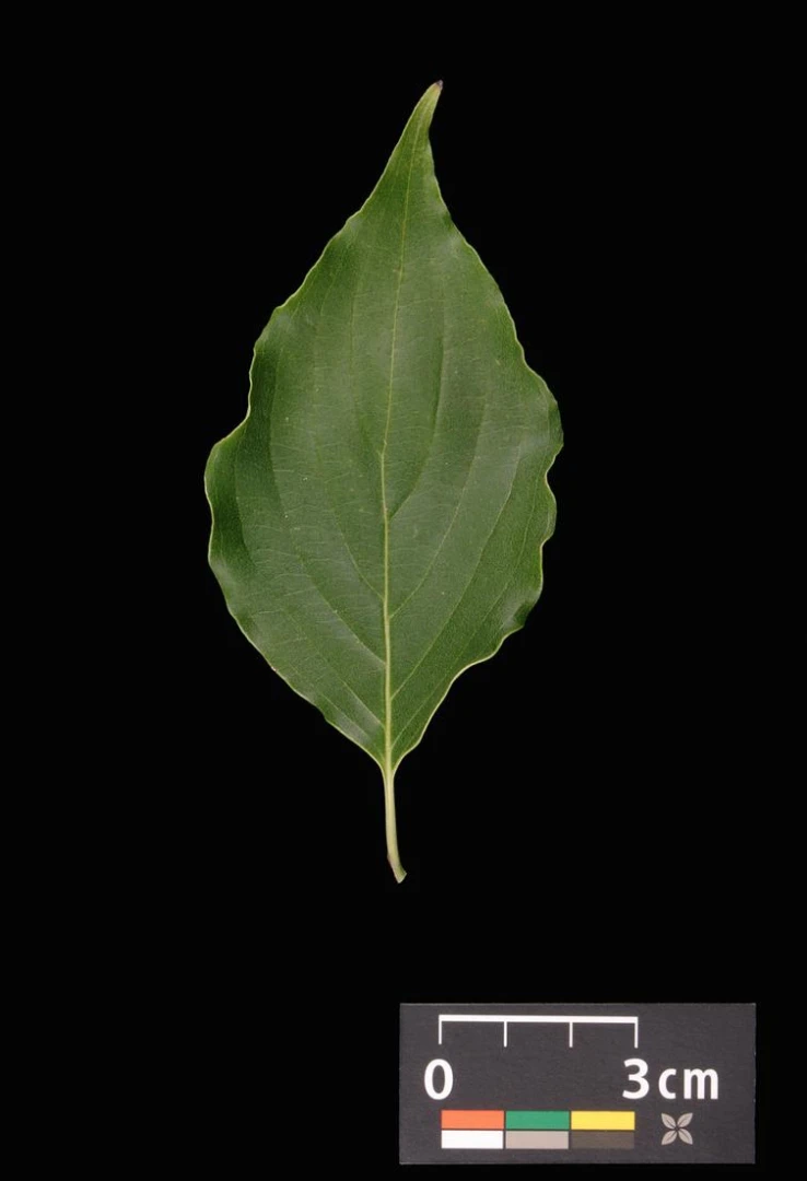 Cornus kousa chinensis 'Schmetterling' ( Dereń kousa 'Schmetterling' )