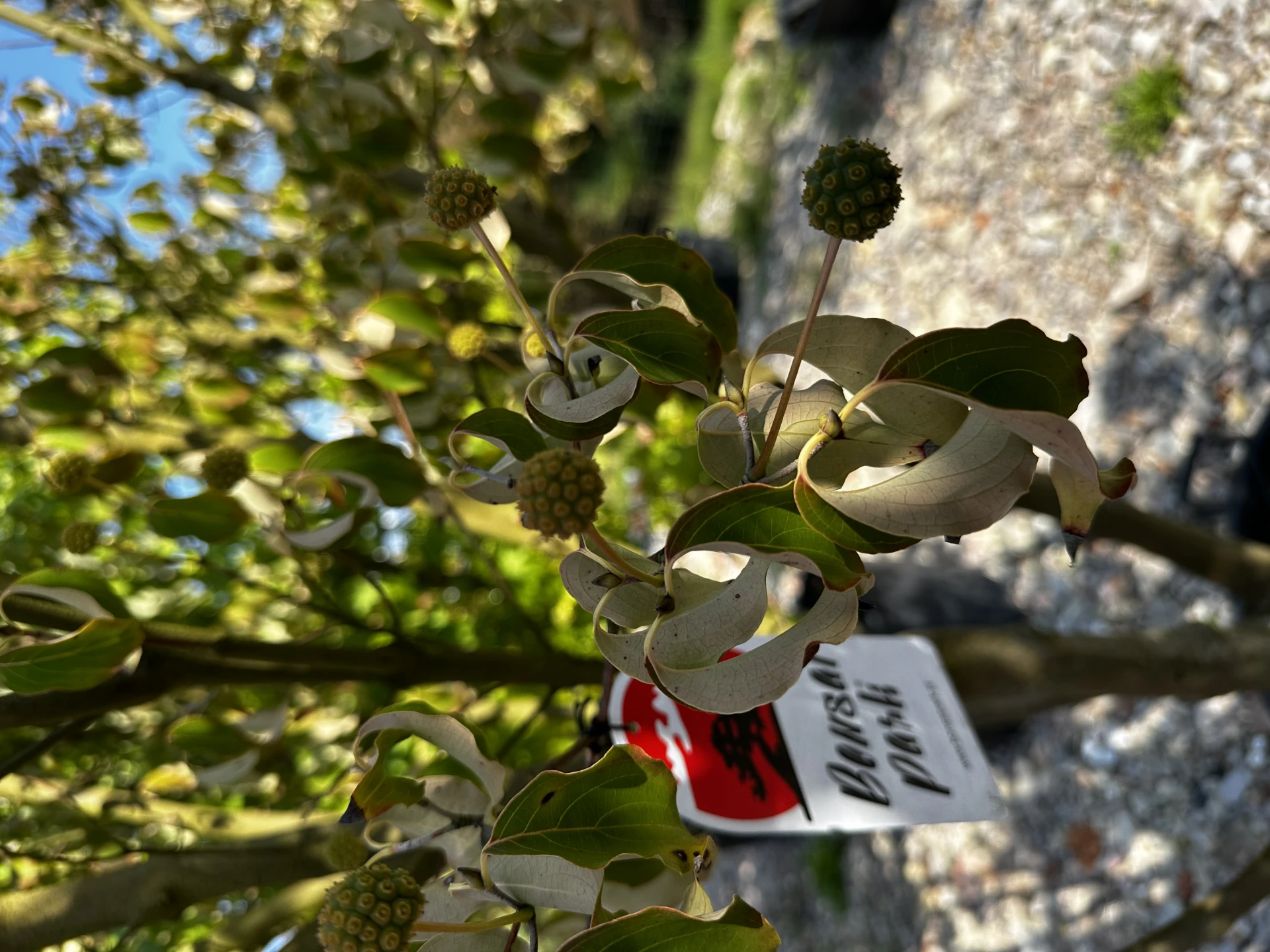 Cornus kousa chinensis 'Schmetterling' ( Dereń kousa 'Schmetterling' )