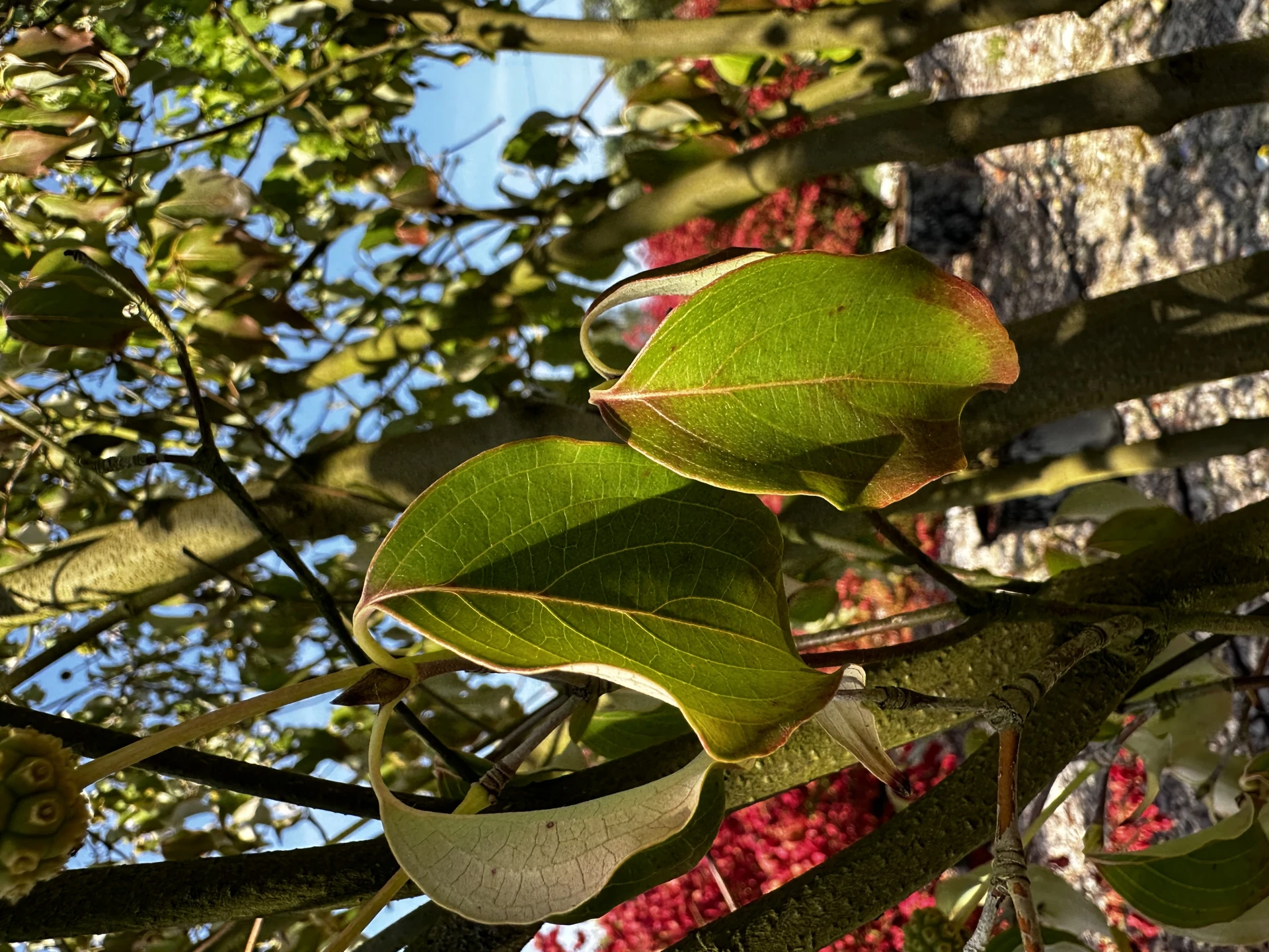 Cornus kousa chinensis 'Schmetterling' ( Dereń kousa 'Schmetterling' )