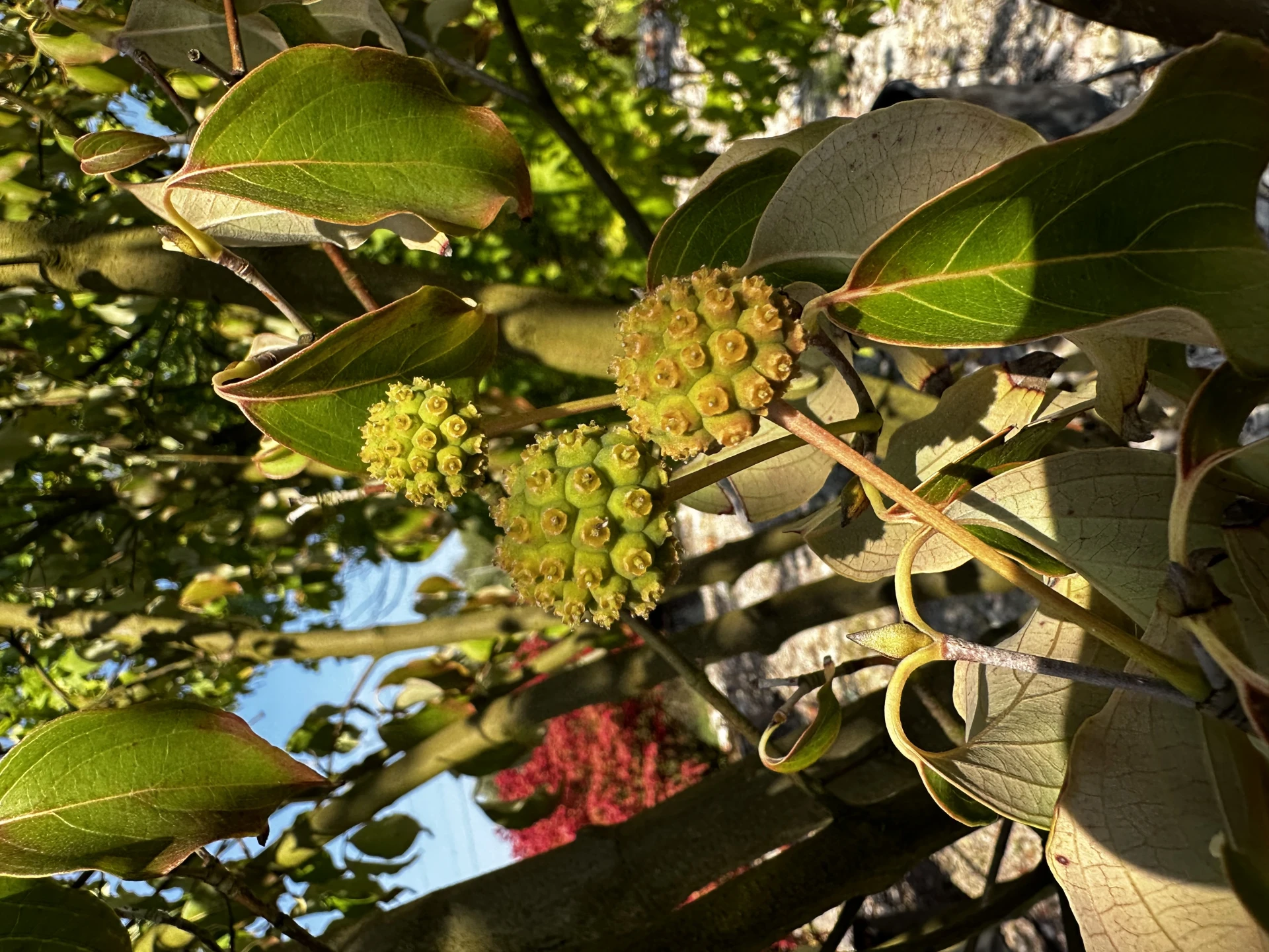 Cornus kousa chinensis 'Schmetterling' ( Dereń kousa 'Schmetterling' )