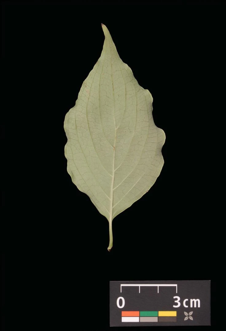 Cornus kousa chinensis 'Schmetterling' ( Dereń kousa 'Schmetterling' )