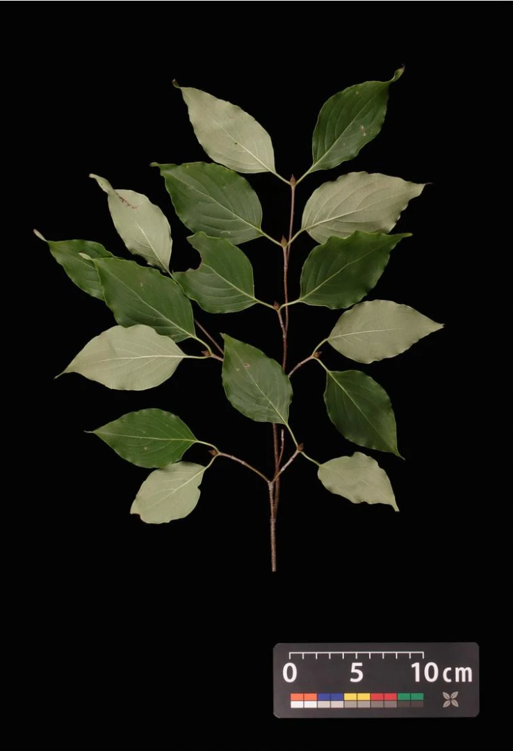 Cornus kousa chinensis 'Schmetterling' ( Dereń kousa 'Schmetterling' )