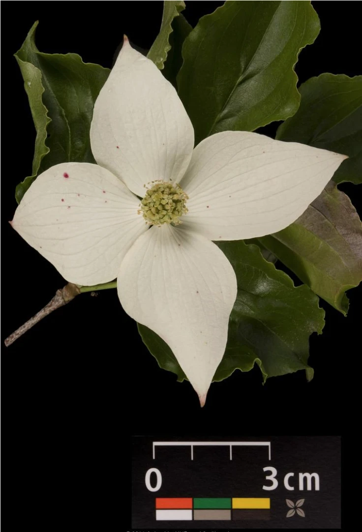 Cornus kousa chinensis 'Schmetterling' ( Dereń kousa 'Schmetterling' )