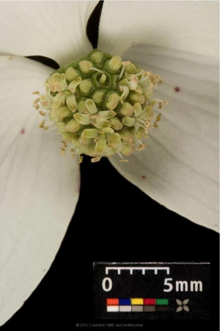 Cornus kousa chinensis 'Schmetterling' ( Dereń kousa 'Schmetterling' )