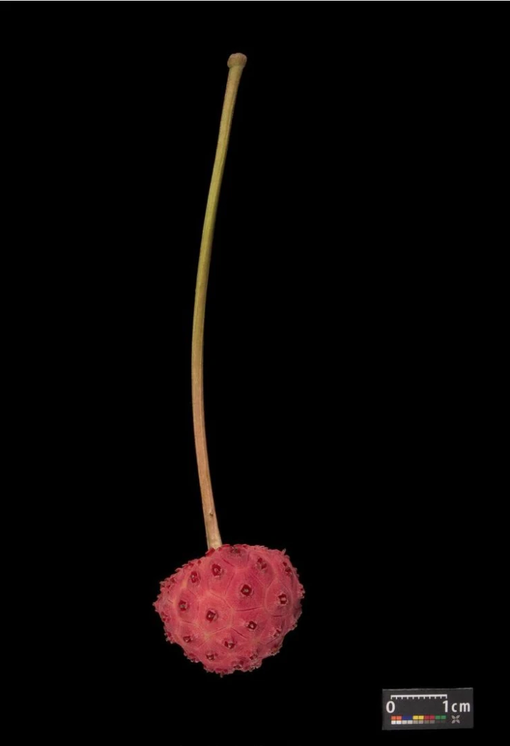 Cornus kousa chinensis 'Schmetterling' ( Dereń kousa 'Schmetterling' )