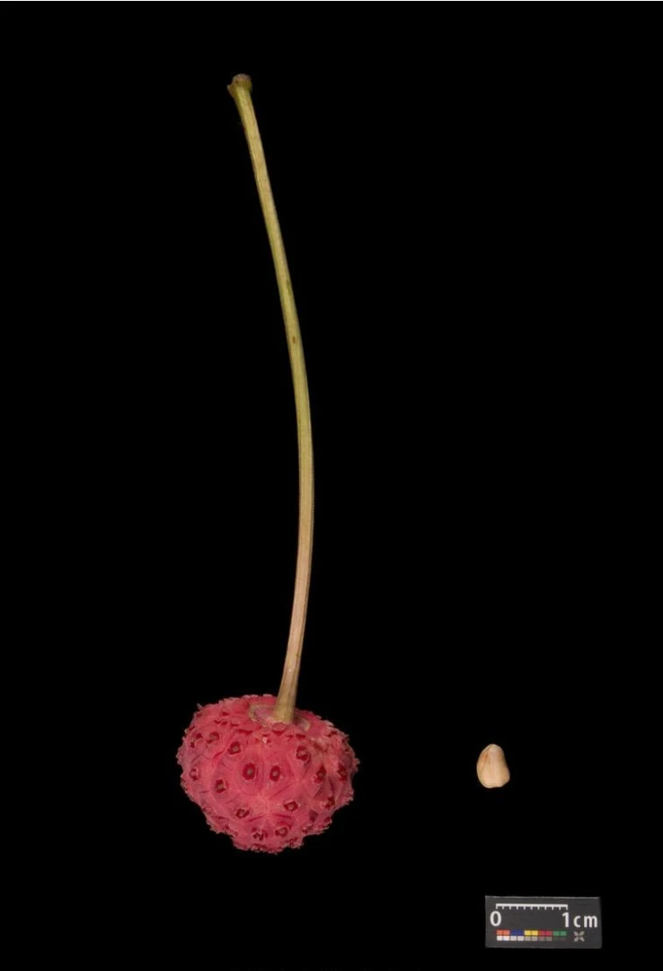 Cornus kousa chinensis 'Schmetterling' ( Dereń kousa 'Schmetterling' )