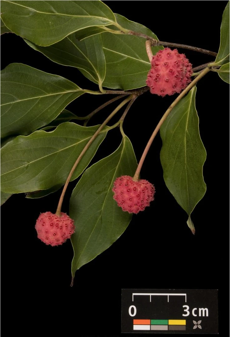 Cornus kousa chinensis 'Schmetterling' ( Dereń kousa 'Schmetterling' )