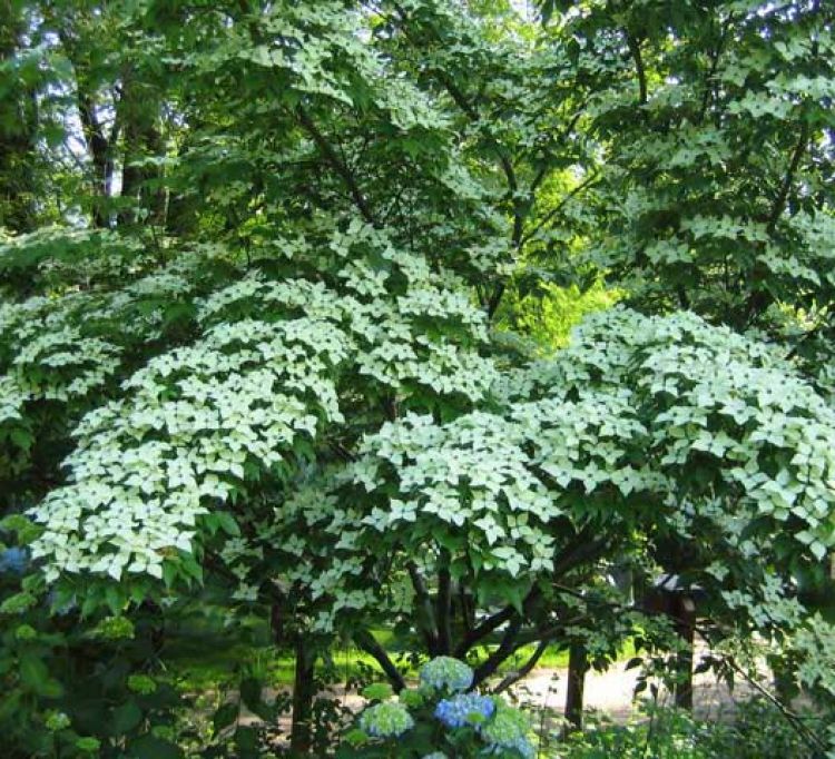 Cornus kousa chinensis 'Schmetterling' ( Dereń kousa 'Schmetterling' )