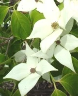 Cornus kousa chinensis 'Schmetterling' ( Dereń kousa 'Schmetterling' )