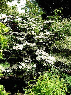 Cornus kousa chinensis 'Schmetterling' ( Dereń kousa 'Schmetterling' )