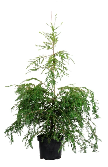 Tsuga canadensis (Choina kanadyjska)