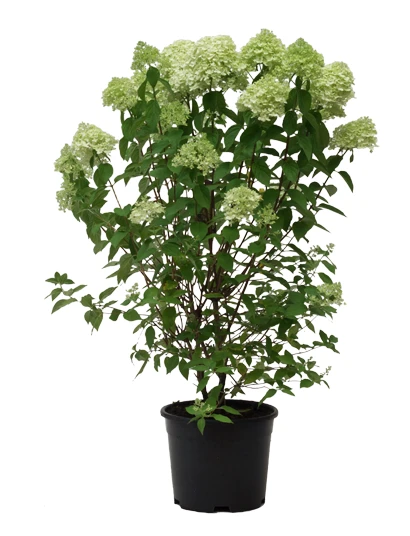 Hydrangea paniculata 'Limelight' (Hortensja wiechowata 'Limelight')
