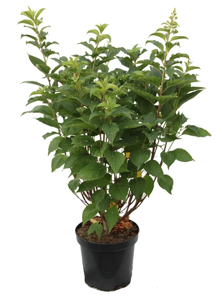 Hydrangea paniculata 'Limelight' (Hortensja wiechowata 'Limelight')