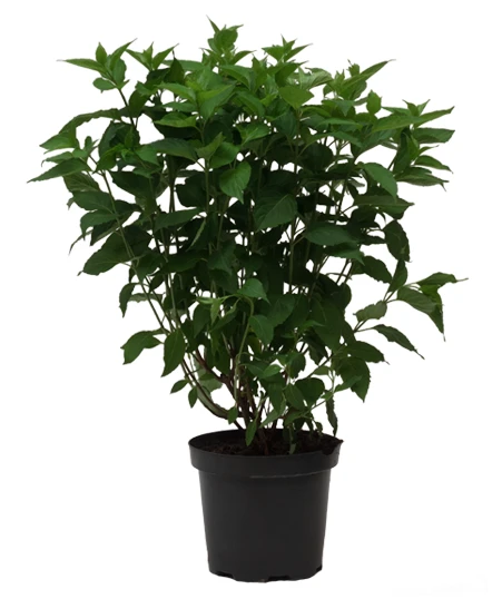 Hydrangea paniculata 'Limelight' (Hortensja wiechowata 'Limelight')