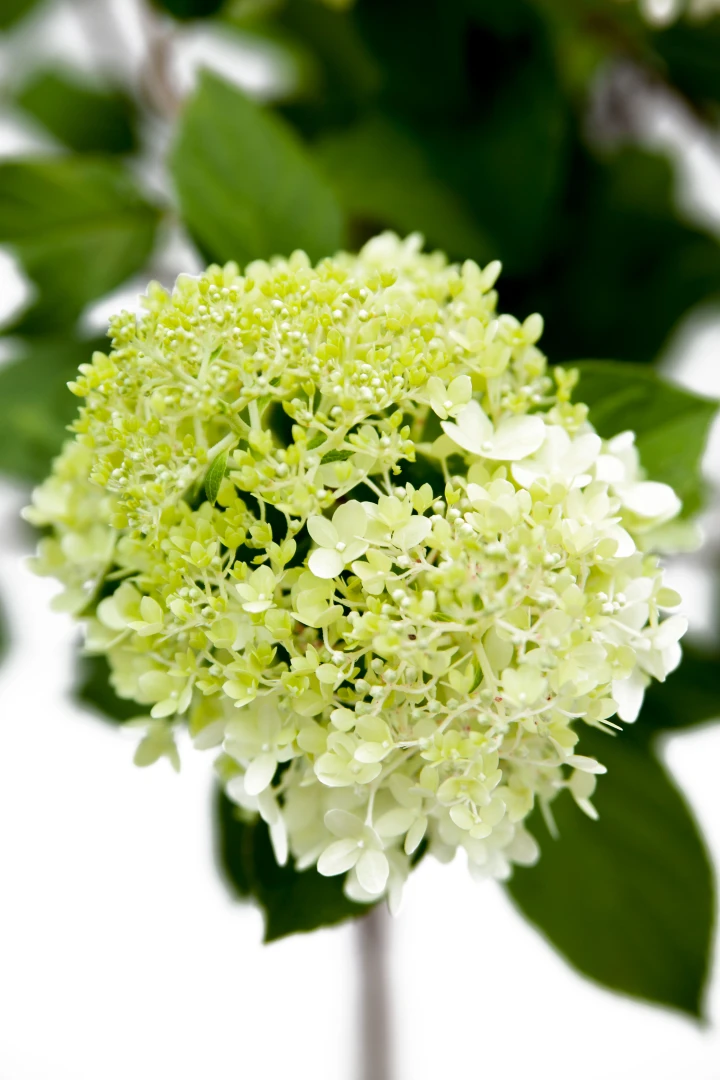 Hydrangea paniculata 'Limelight' (Hortensja wiechowata 'Limelight')