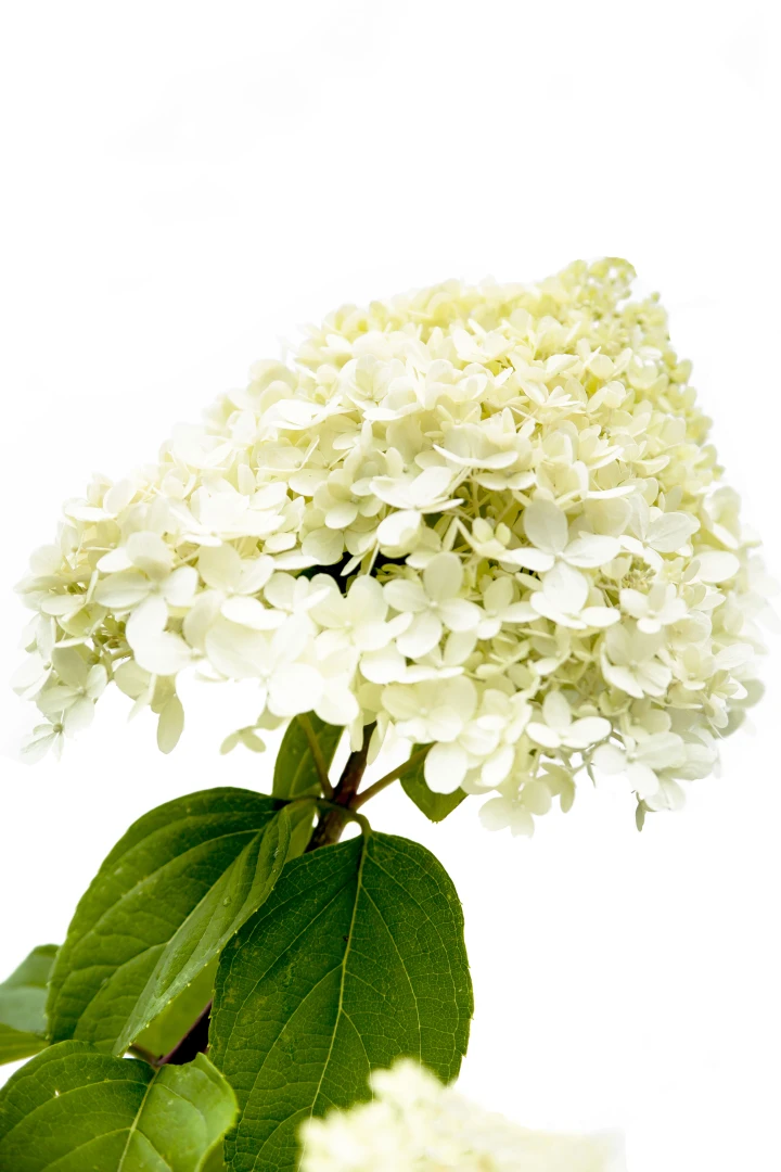 Hydrangea paniculata 'Limelight' (Hortensja wiechowata 'Limelight')