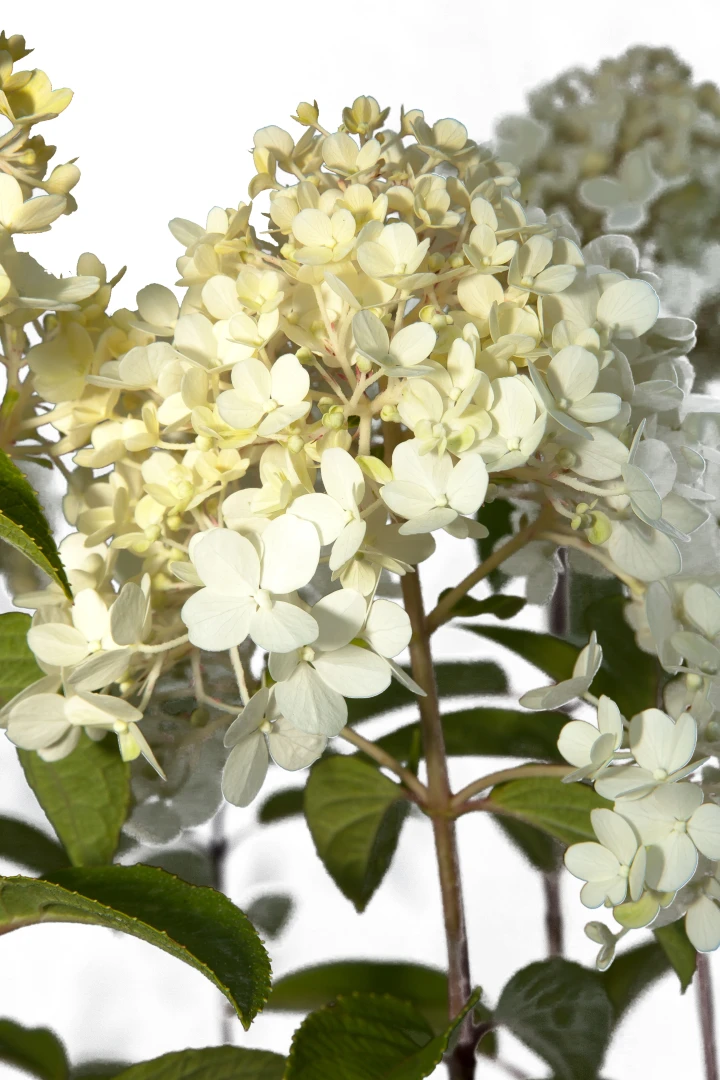 Hydrangea paniculata 'Limelight' (Hortensja wiechowata 'Limelight')