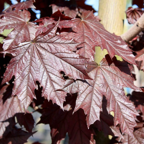 Acer platanoides 'Crimson King' (Klon pospolity 'Crimson King')