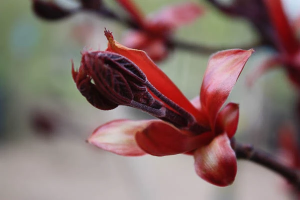 Acer platanoides 'Crimson King' (Klon pospolity 'Crimson King')
