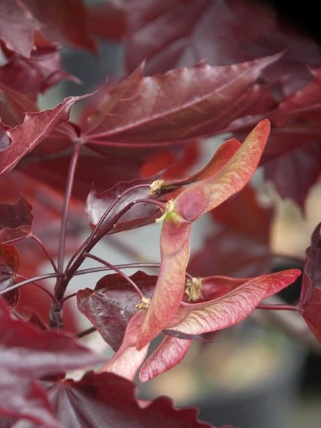 Acer platanoides 'Crimson King' (Klon pospolity 'Crimson King')