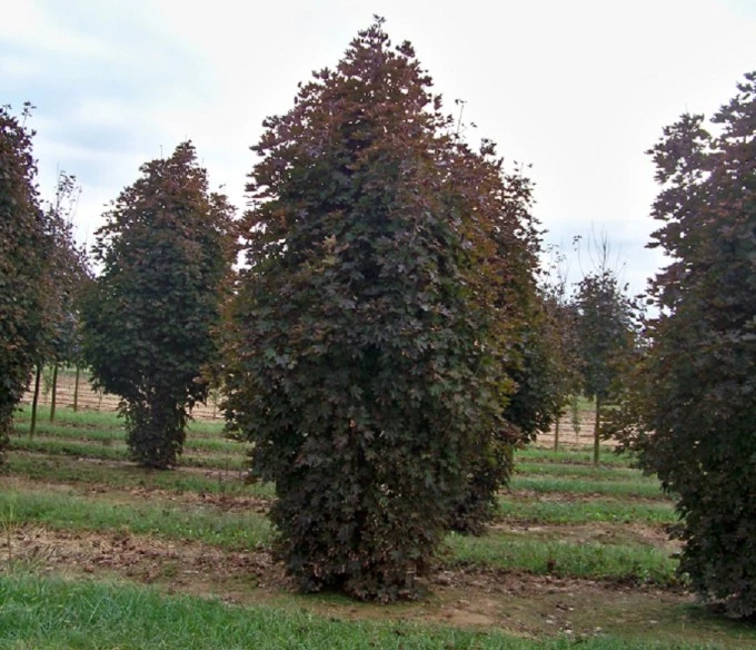 Acer platanoides 'Crimson King' (Klon pospolity 'Crimson King')