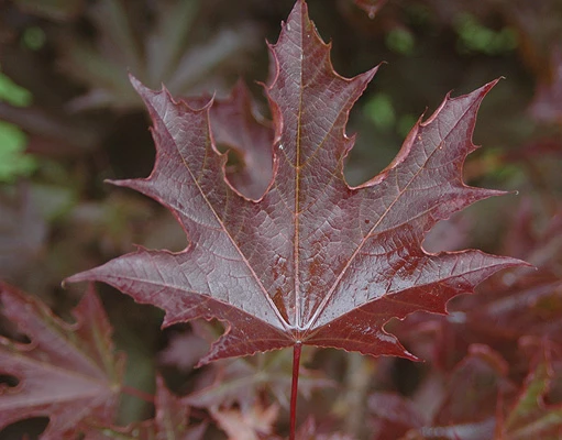 Acer platanoides 'Crimson King' (Klon pospolity 'Crimson King')
