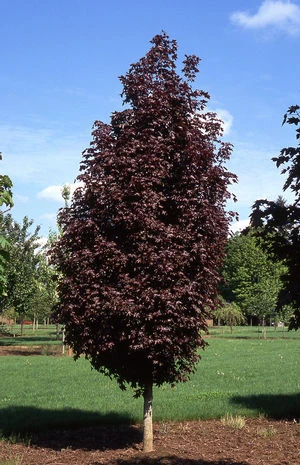 Acer platanoides 'Crimson King' (Klon pospolity 'Crimson King')