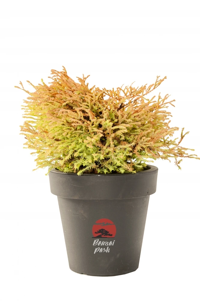 Thuja occidentalis 'Golden Tuffet' (Żywotnik zachodni 'Golden Tuffet')