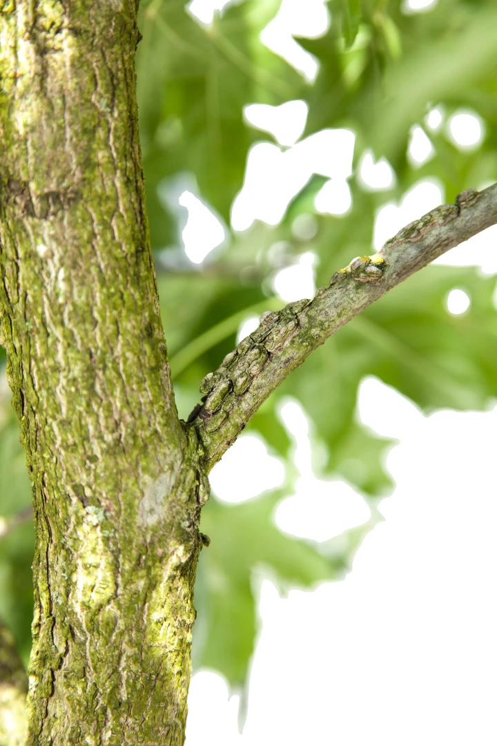 Liquidambar styraciflua (Ambrowiec amerykański)