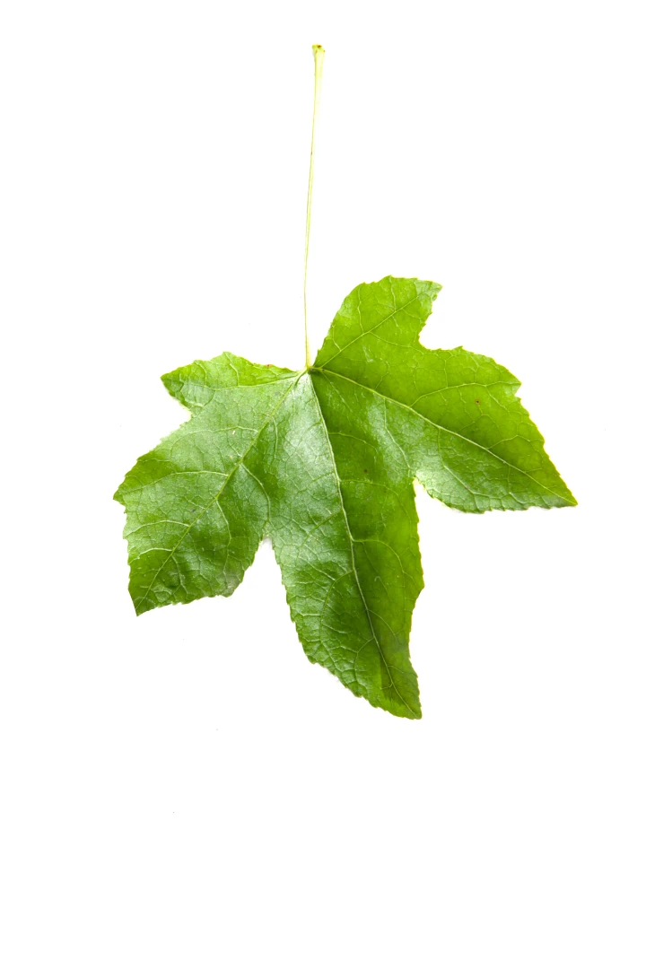 Liquidambar styraciflua (Ambrowiec amerykański)