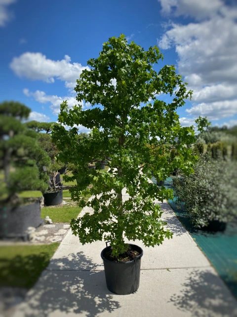 Liquidambar styraciflua (Ambrowiec amerykański)