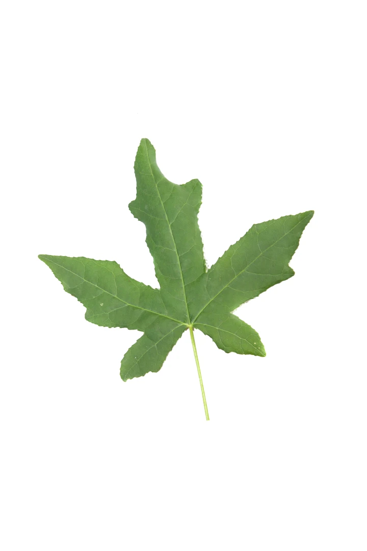 Liquidambar styraciflua (Ambrowiec amerykański)