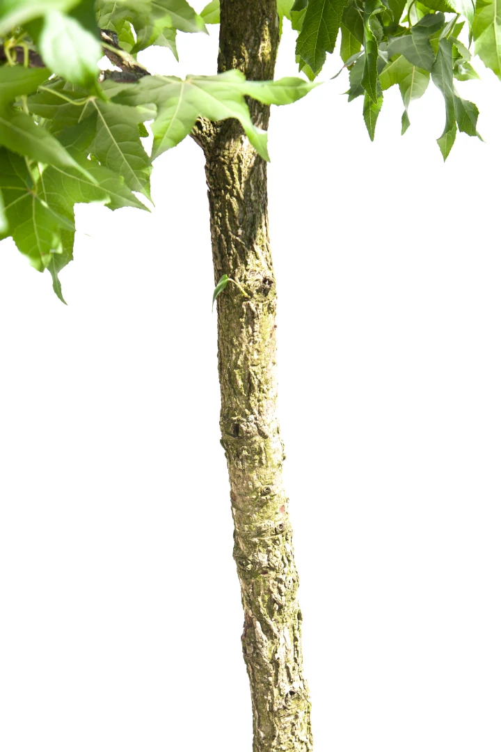 Liquidambar styraciflua (Ambrowiec amerykański)