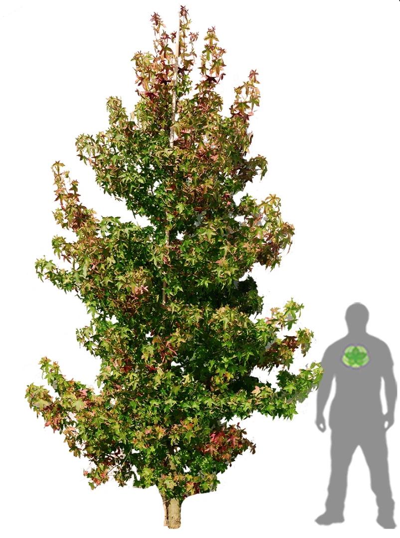 Liquidambar styraciflua (Ambrowiec amerykański)