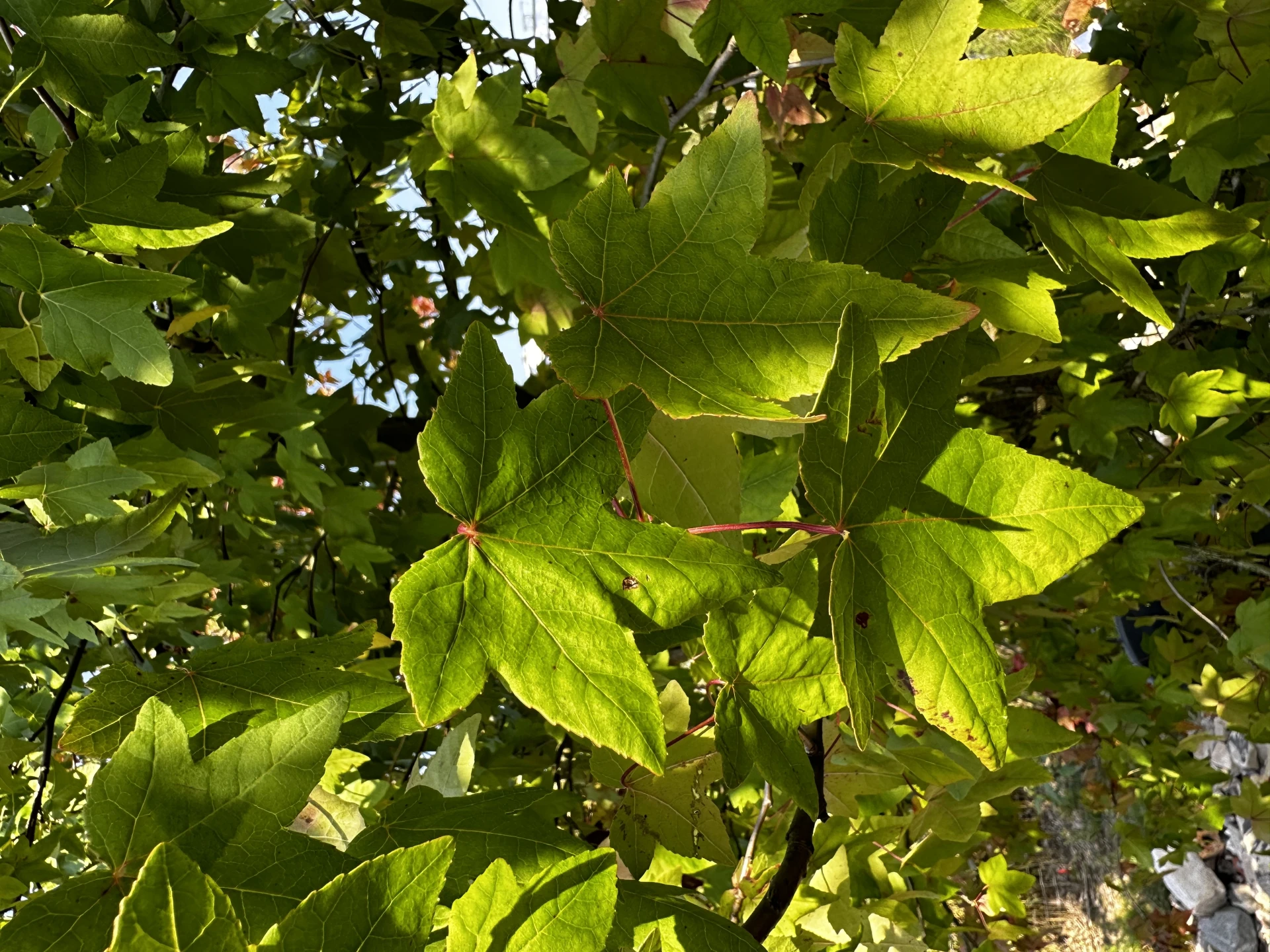 Liquidambar styraciflua (Ambrowiec amerykański)