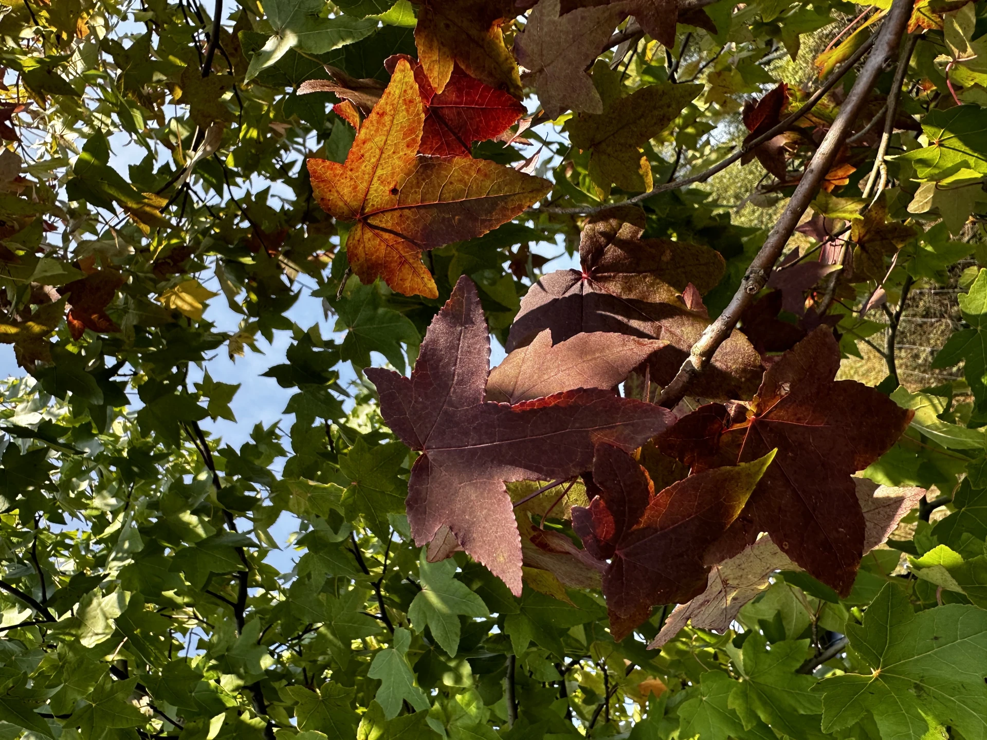 Liquidambar styraciflua (Ambrowiec amerykański)