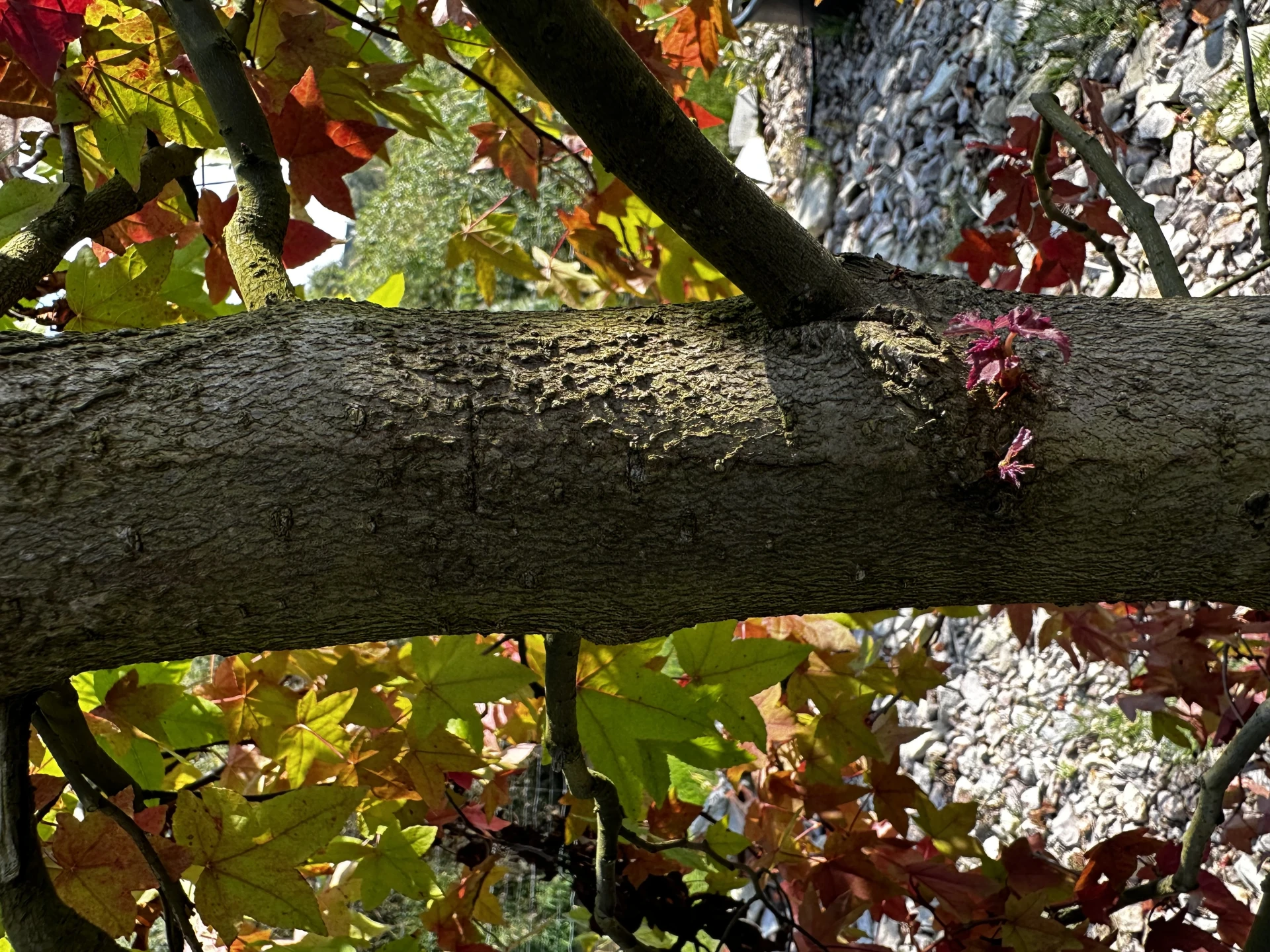 Liquidambar styraciflua (Ambrowiec amerykański)