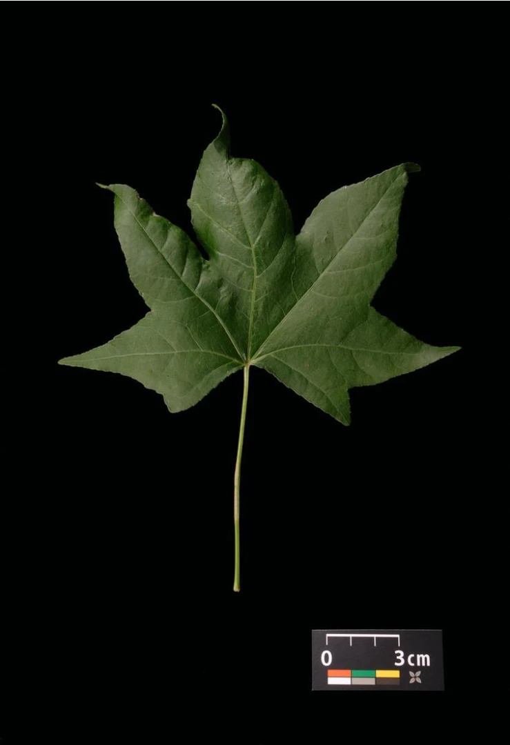Liquidambar styraciflua (Ambrowiec amerykański)