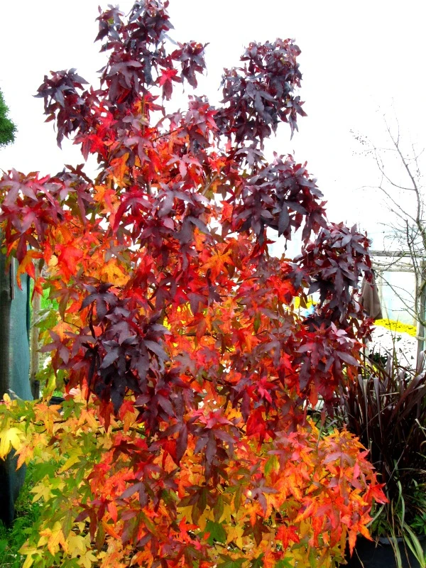 Liquidambar styraciflua (Ambrowiec amerykański)
