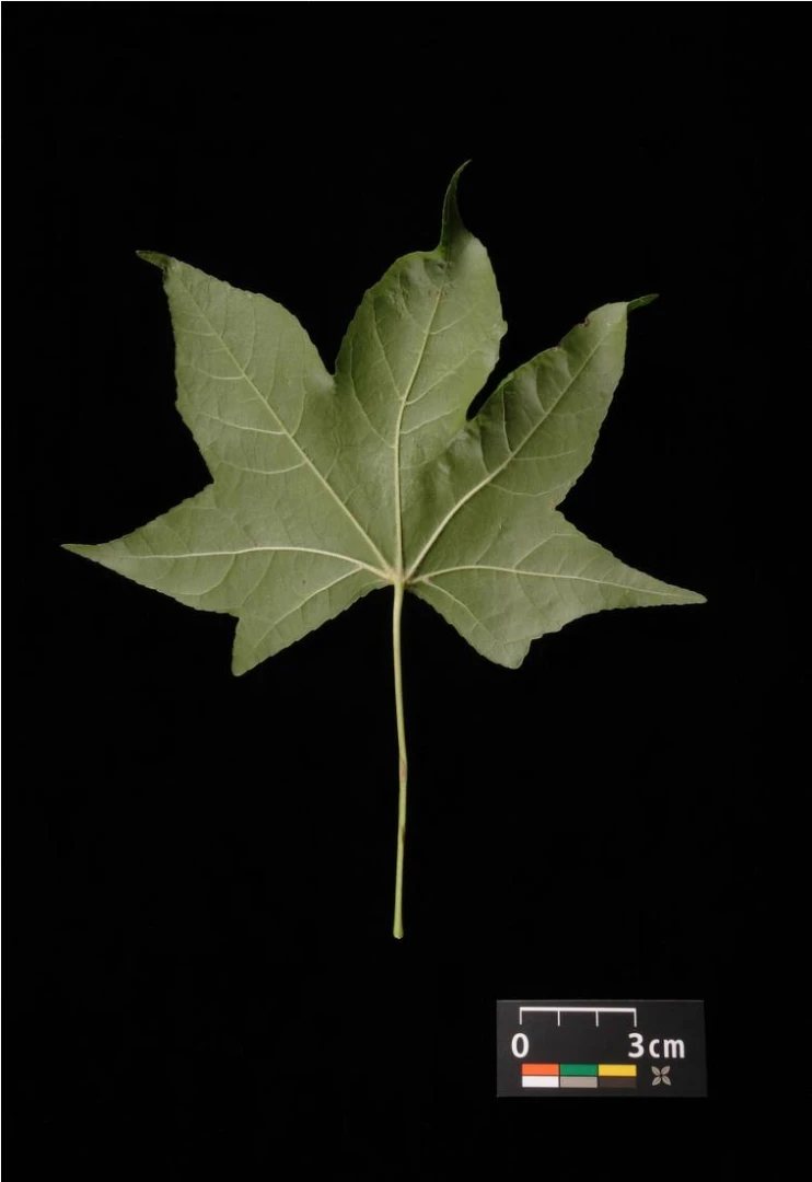 Liquidambar styraciflua (Ambrowiec amerykański)