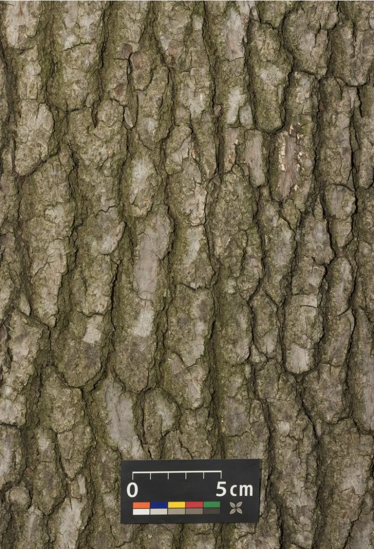 Liquidambar styraciflua (Ambrowiec amerykański)