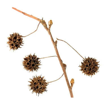 Liquidambar styraciflua (Ambrowiec amerykański)