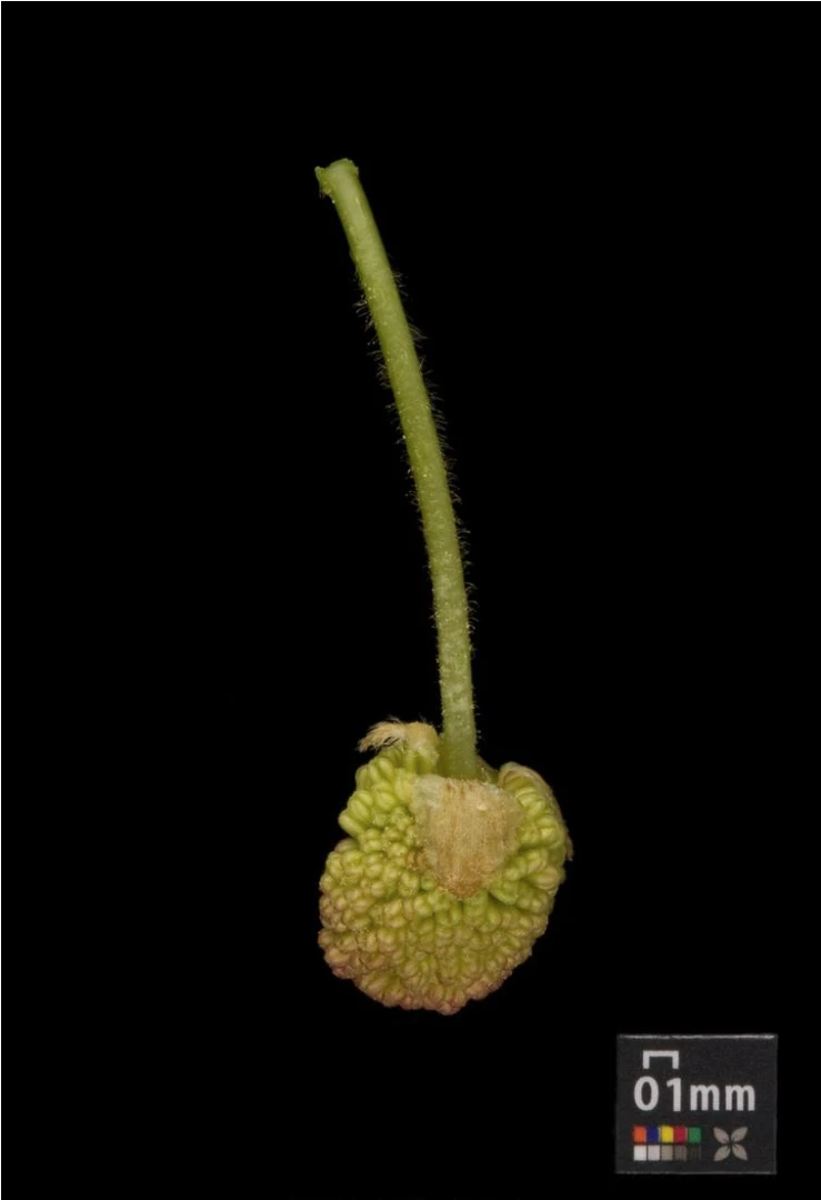 Liquidambar styraciflua (Ambrowiec amerykański)