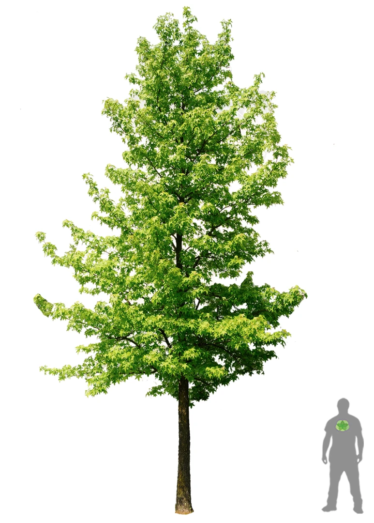 Liquidambar styraciflua (Ambrowiec amerykański)