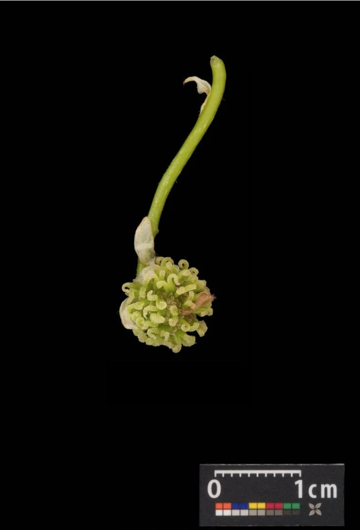 Liquidambar styraciflua (Ambrowiec amerykański)