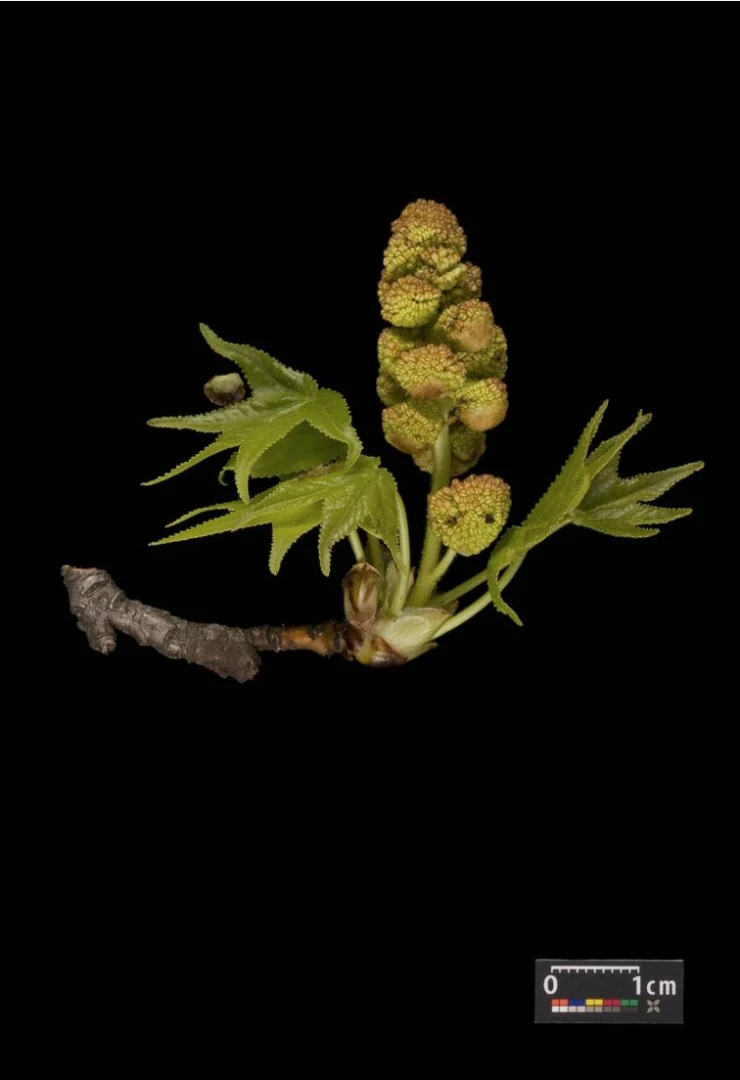 Liquidambar styraciflua (Ambrowiec amerykański)