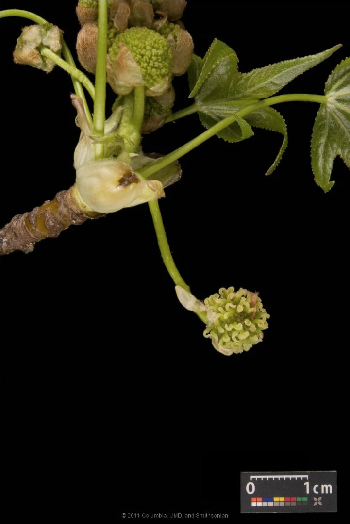 Liquidambar styraciflua (Ambrowiec amerykański)