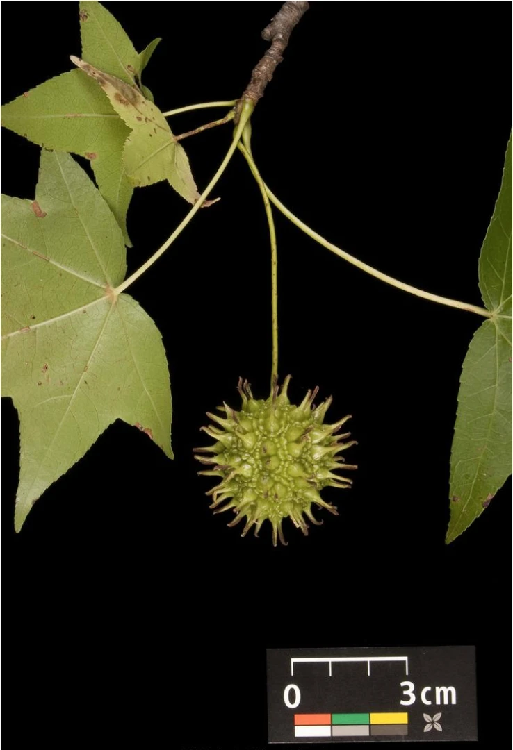 Liquidambar styraciflua (Ambrowiec amerykański)