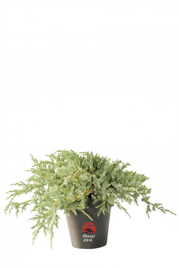 Juniperus communis 'Repanda' (Jałowiec pospolity 'Repanda')