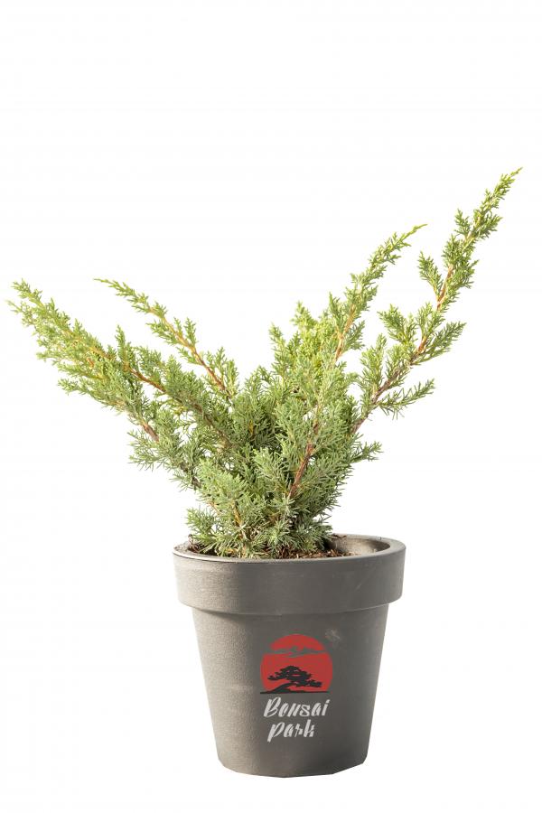 Juniperus chinensis 'Blaauw' (Jałowiec chiński 'Blaauw')